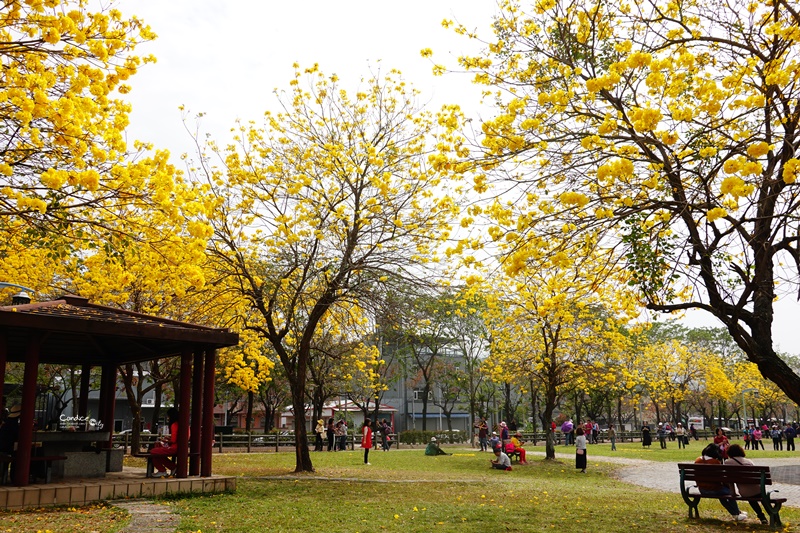 廍子公園｜台中黃金風鈴木花,超美金黃公園!風鈴花正盛,台中景點!