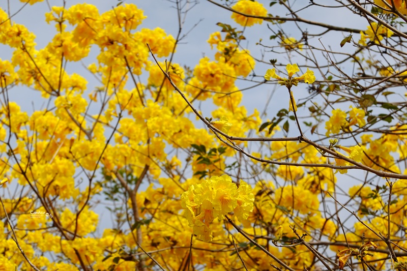 廍子公園｜台中黃金風鈴木花,超美金黃公園!風鈴花正盛,台中景點!