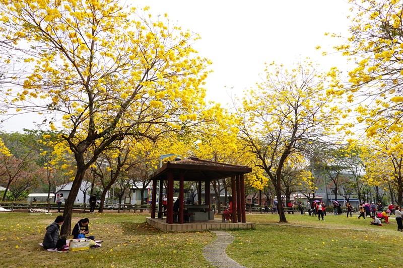 廍子公園｜台中黃金風鈴木花,超美金黃公園!風鈴花正盛,台中景點!