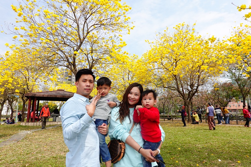 廍子公園｜台中黃金風鈴木花,超美金黃公園!風鈴花正盛,台中景點!