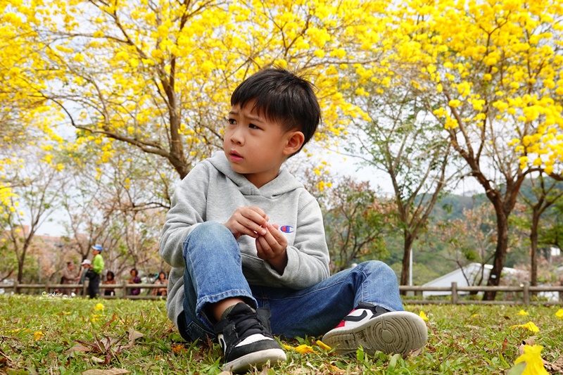 廍子公園｜台中黃金風鈴木花,超美金黃公園!風鈴花正盛,台中景點!