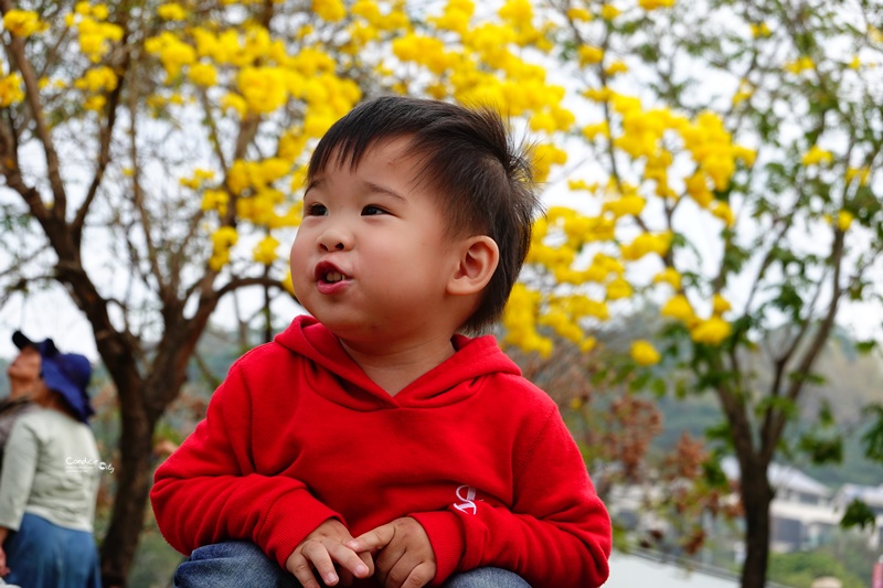 廍子公園｜台中黃金風鈴木花,超美金黃公園!風鈴花正盛,台中景點!