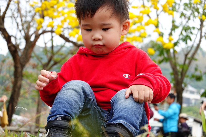 廍子公園｜台中黃金風鈴木花,超美金黃公園!風鈴花正盛,台中景點!