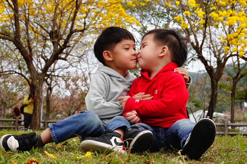 廍子公園｜台中黃金風鈴木花,超美金黃公園!風鈴花正盛,台中景點!