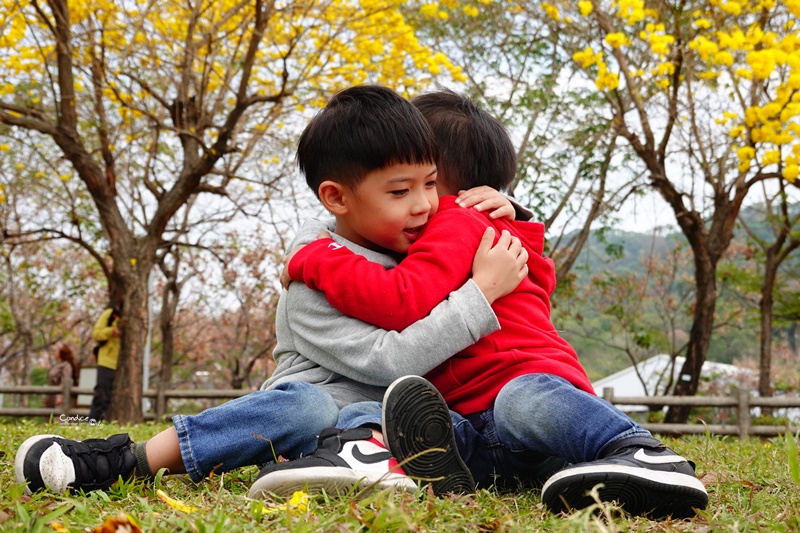 廍子公園｜台中黃金風鈴木花,超美金黃公園!風鈴花正盛,台中景點!