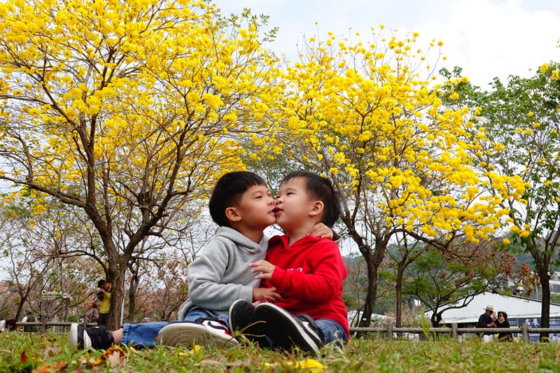 廍子公園｜台中黃金風鈴木花,超美金黃公園!風鈴花正盛,台中景點!