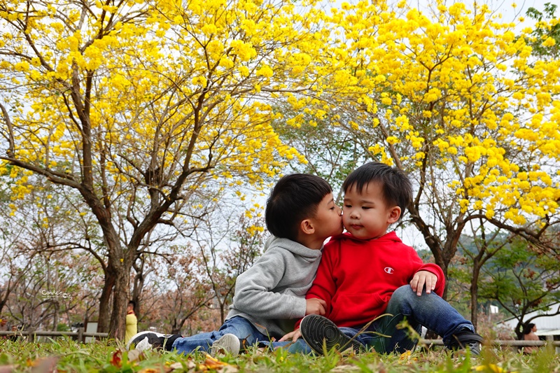 廍子公園｜台中黃金風鈴木花,超美金黃公園!風鈴花正盛,台中景點!