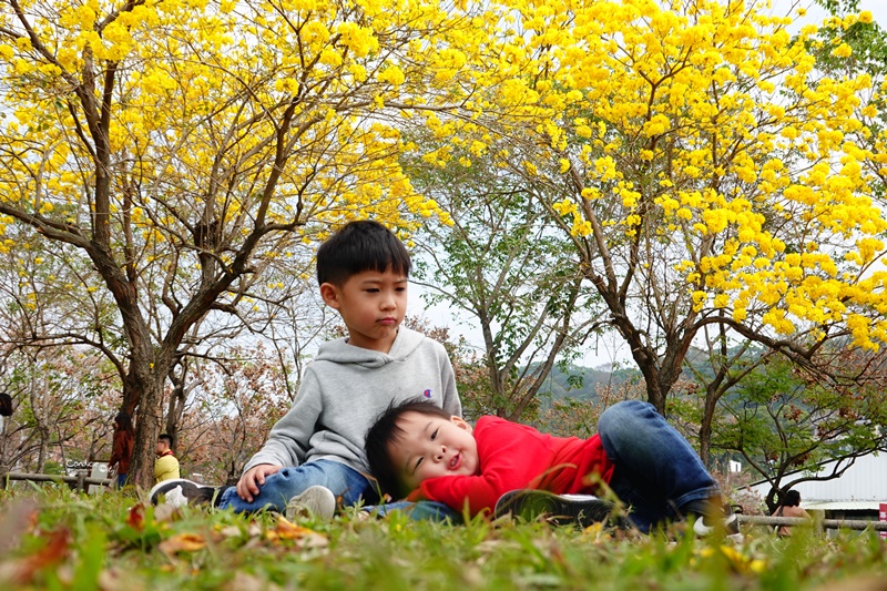 廍子公園｜台中黃金風鈴木花,超美金黃公園!風鈴花正盛,台中景點!