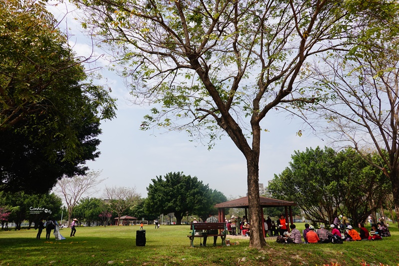 廍子公園｜台中黃金風鈴木花,超美金黃公園!風鈴花正盛,台中景點!