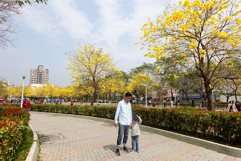 廍子公園｜台中黃金風鈴木花,超美金黃公園!風鈴花正盛,台中景點!