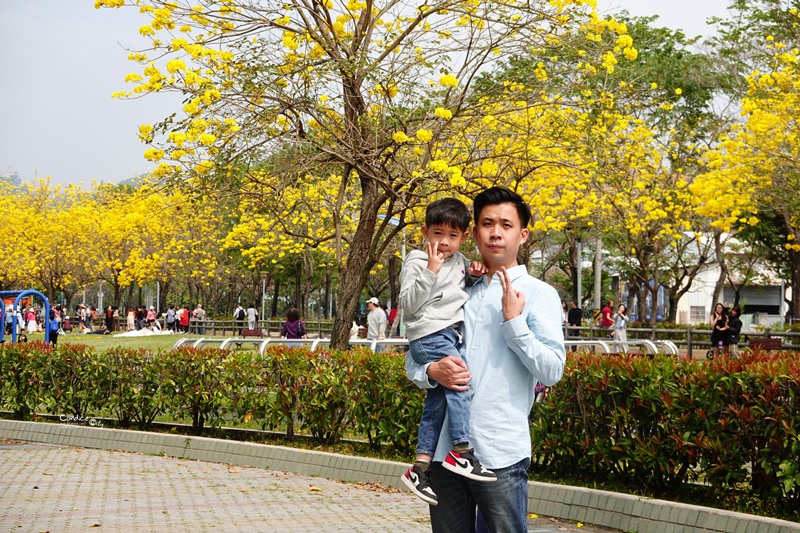 廍子公園｜台中黃金風鈴木花,超美金黃公園!風鈴花正盛,台中景點!