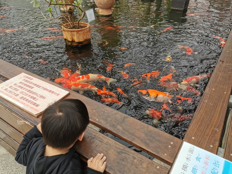 金車礁溪蘭花園｜可以餵魚,有遊戲區,可拍網美照,可買蘭花吃蝦子!