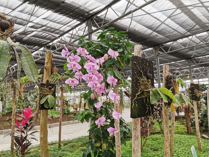 金車礁溪蘭花園｜可以餵魚,有遊戲區,可拍網美照,可買蘭花吃蝦子!