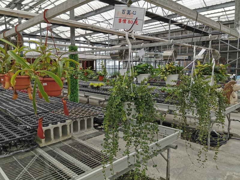 金車礁溪蘭花園｜可以餵魚,有遊戲區,可拍網美照,可買蘭花吃蝦子!