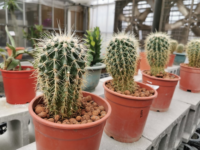 金車礁溪蘭花園｜可以餵魚,有遊戲區,可拍網美照,可買蘭花吃蝦子!