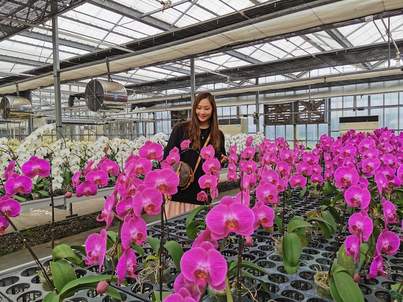 金車礁溪蘭花園｜可以餵魚,有遊戲區,可拍網美照,可買蘭花吃蝦子! @陳小沁の吃喝玩樂