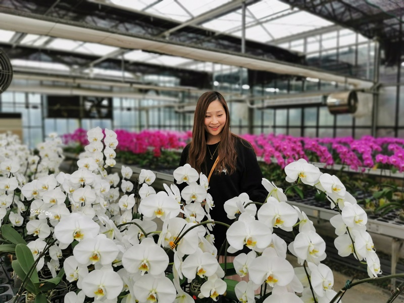 金車礁溪蘭花園｜可以餵魚,有遊戲區,可拍網美照,可買蘭花吃蝦子!