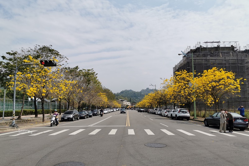 廍子公園｜台中黃金風鈴木花,超美金黃公園!風鈴花正盛,台中景點!