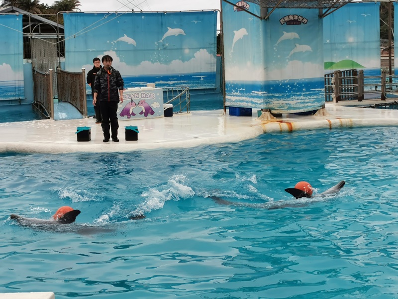 野柳海洋世界｜超威海洋劇場!1場60分鐘,認識海獅,海豚+超精彩跳水表演!