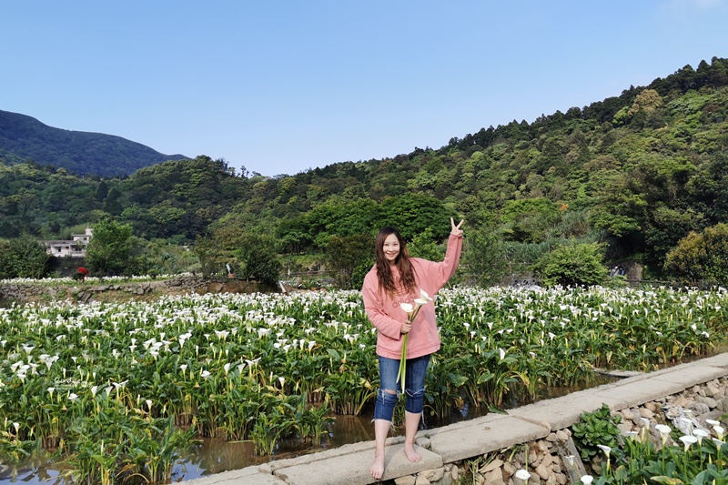 陽明山海芋園推薦｜竹子湖海芋園超美!3間必去的陽明山海芋園快筆記!