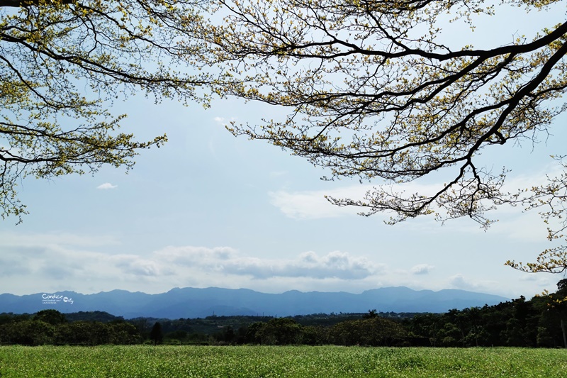 瑞穗牧場｜花蓮必去景點!路過一定喝超好喝瑞穗鮮奶,濃郁冰淇淋!