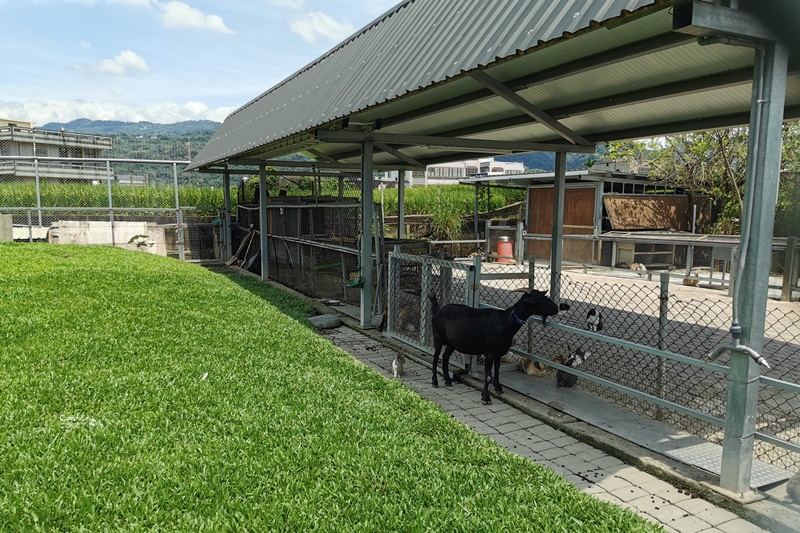 棗莊古藝庭園膳坊｜根本苗栗景點的棗莊,餐好吃還可餵兔/玩沙/拍網美照!