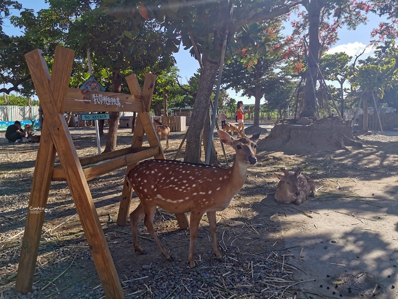 鹿境梅花鹿生態園區｜墾丁版奈良梅花鹿園區!買線上門票較便宜!