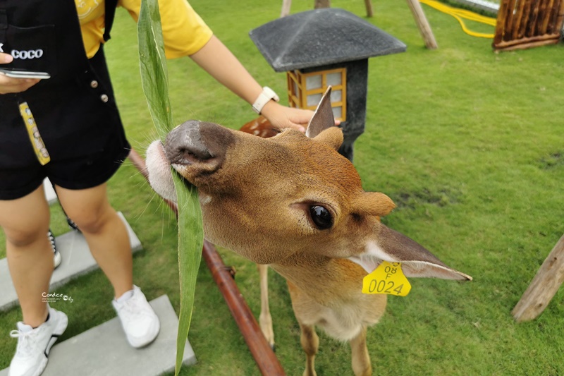 張美阿嬤農場｜換和服餵梅花鹿,還有鳥居神社超有FU!宜蘭版小奈良!