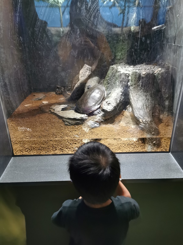 Xpark桃園水族館｜門票訂票預購中!票價/飯店/夜宿/停車,7大亮點懶人包!