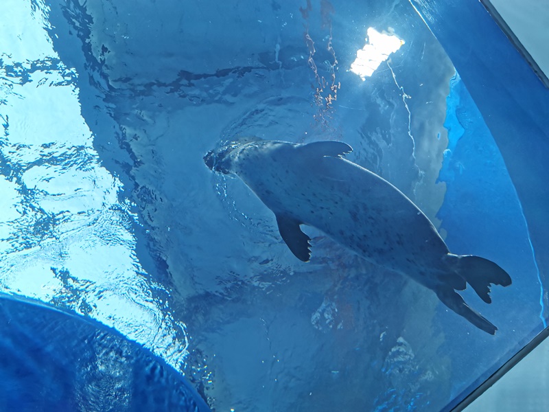 Xpark桃園水族館｜門票訂票預購中!票價/飯店/夜宿/停車,7大亮點懶人包!