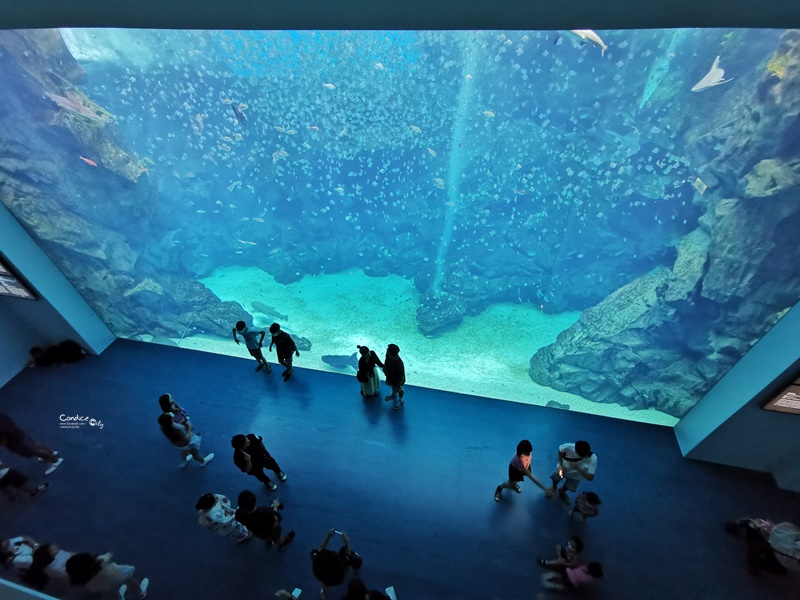 Xpark桃園水族館｜門票訂票預購中!票價/飯店/夜宿/停車,7大亮點懶人包!