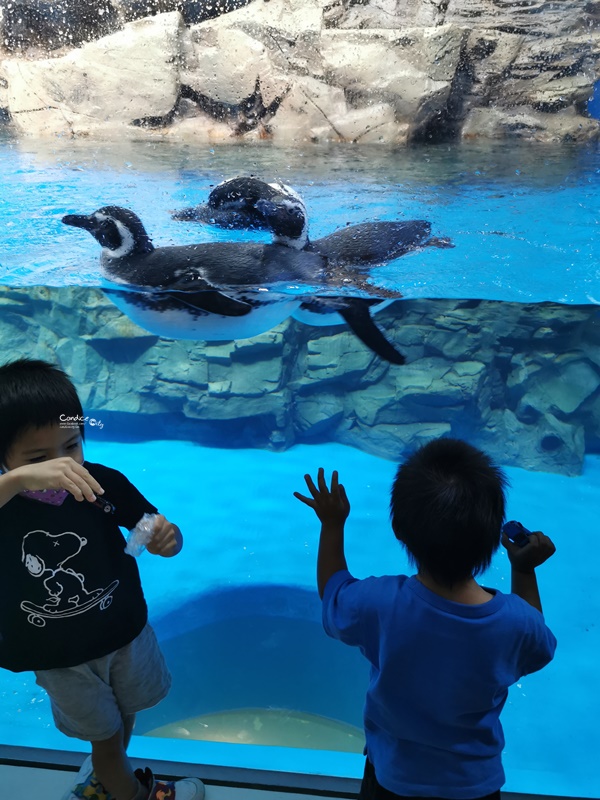 Xpark桃園水族館｜門票訂票預購中!票價/飯店/夜宿/停車,7大亮點懶人包!