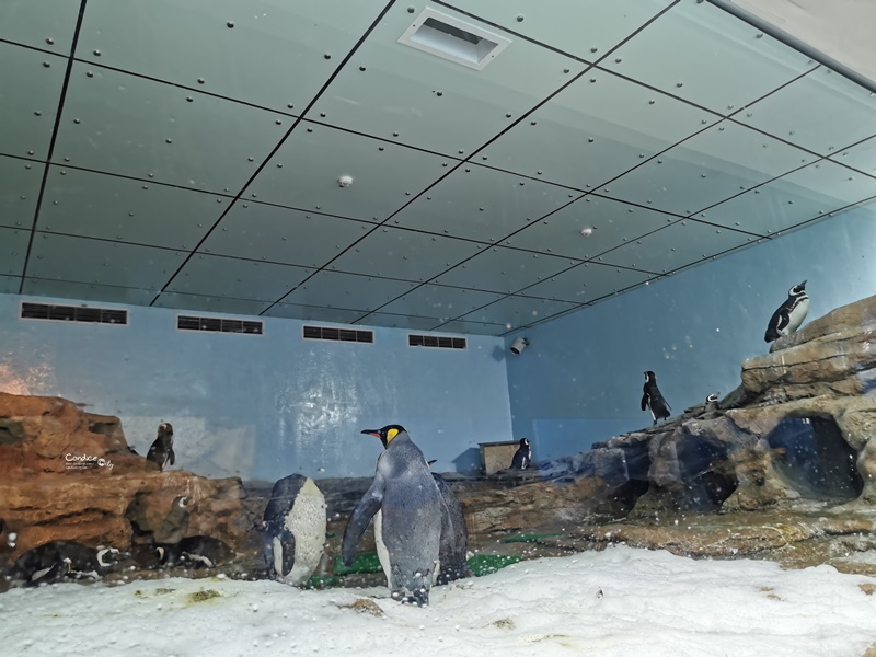 Xpark桃園水族館｜門票訂票預購中!票價/飯店/夜宿/停車,7大亮點懶人包!