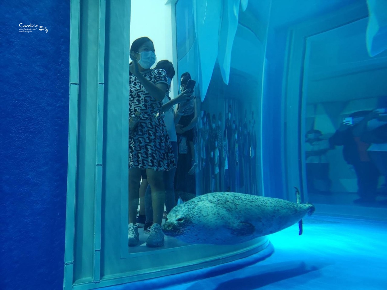 Xpark桃園水族館｜門票訂票預購中!票價/飯店/夜宿/停車,7大亮點懶人包!