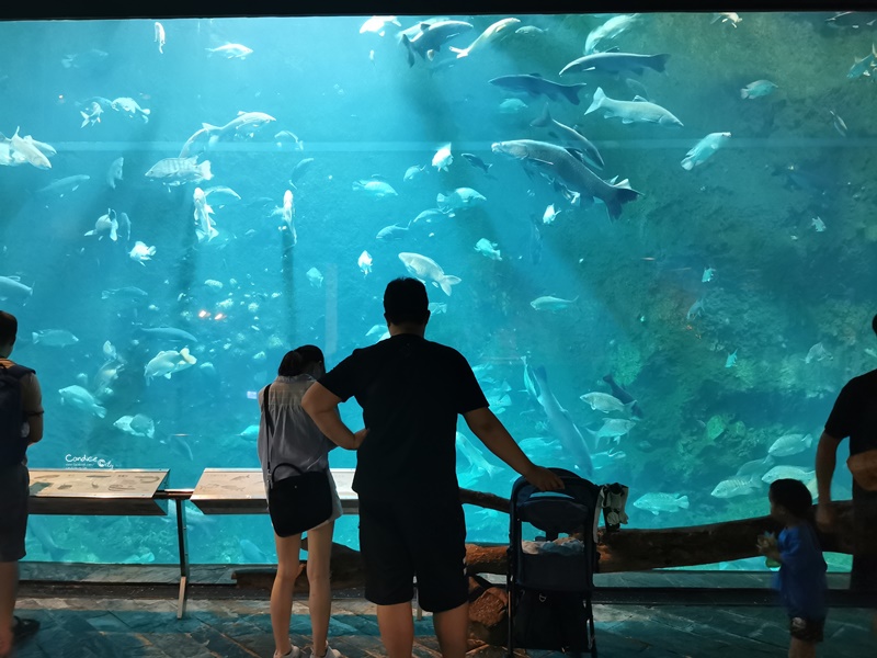 國立海洋生物博物館｜不輸任何國家的超讚屏東海生館(網路門票便宜!)