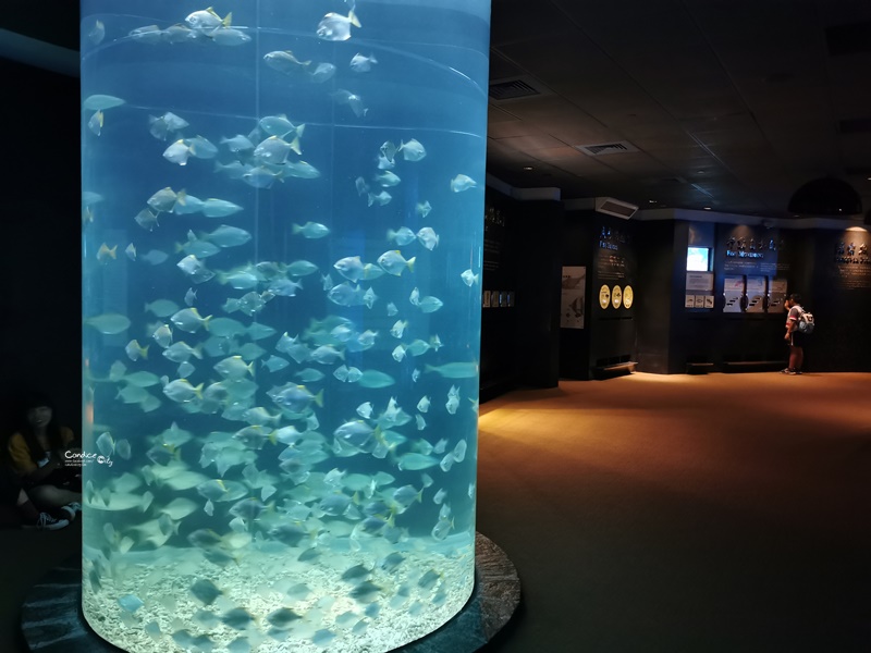 國立海洋生物博物館｜不輸任何國家的超讚屏東海生館(網路門票便宜!)