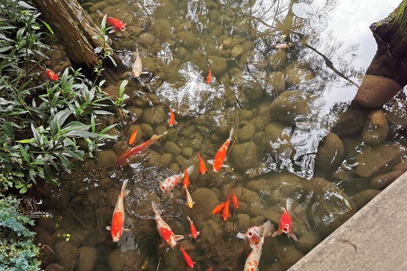 澄石享自在｜森林中的蔬食餐廳,超推薦鐵鍋鬆餅(台中下午茶)