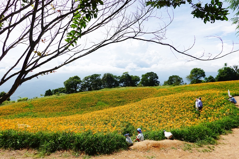 花蓮赤科山金針花海｜花況/路況/交通/必拍景點/2020.9.1紀錄!