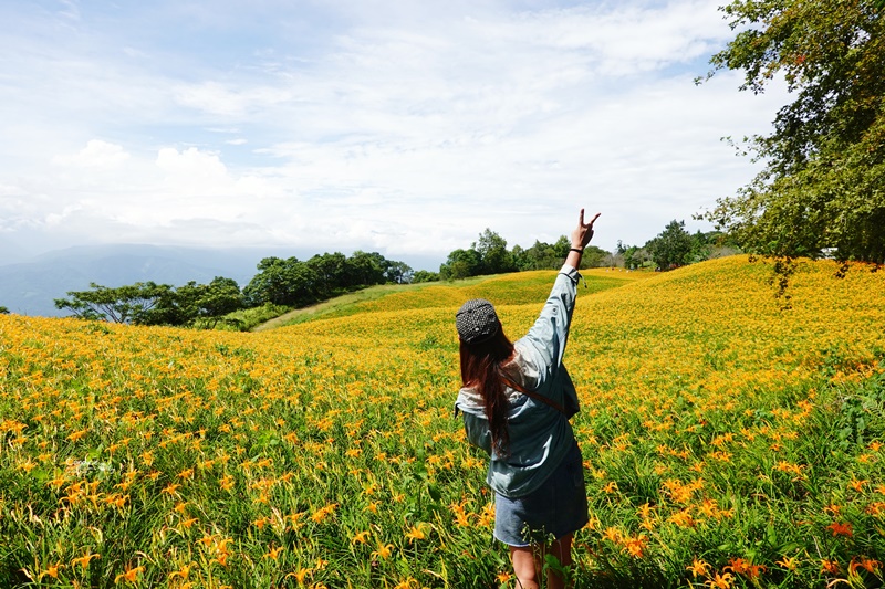 花蓮赤科山金針花海｜花況/路況/交通/必拍景點/2020.9.1紀錄!