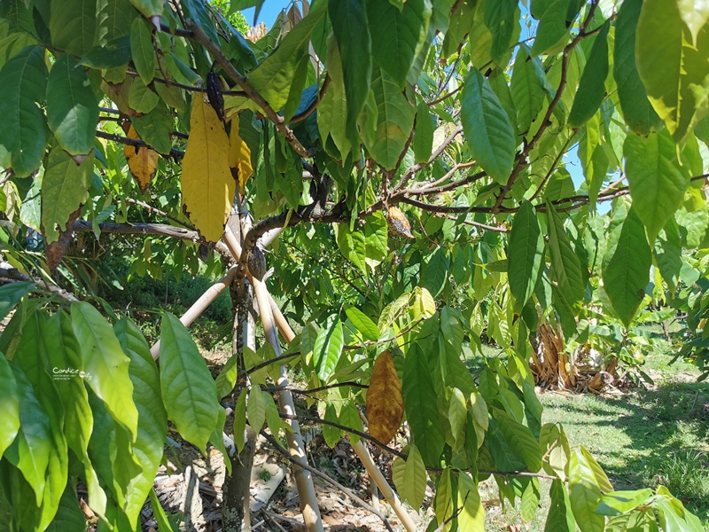 阿信巧克力農場｜參觀巧克力製作過程,農場,還有DIY喔(親子墾丁景點推薦)