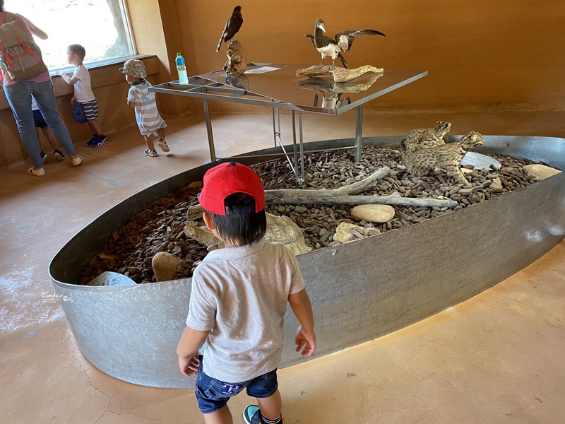 新竹市立動物園｜小而美新竹動物園!老虎泡湯療癒(門票/森林食堂/停車)