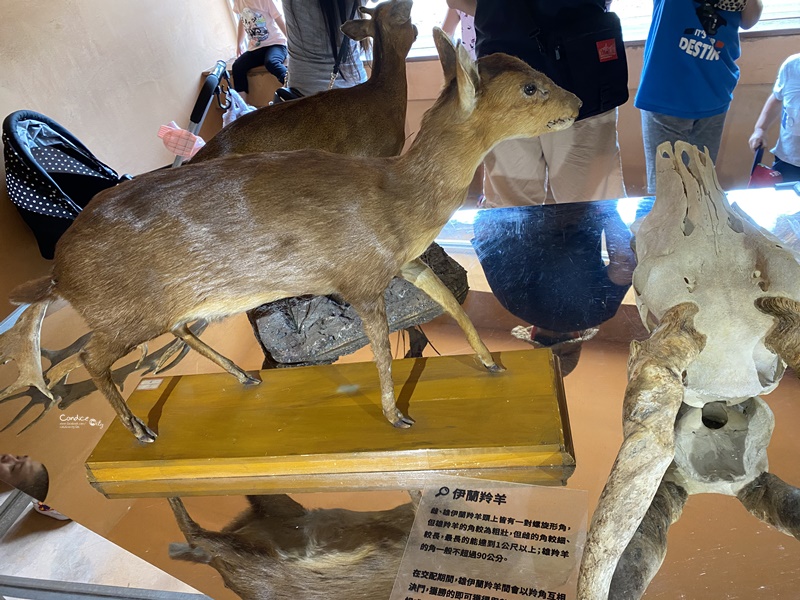 新竹市立動物園｜小而美新竹動物園!老虎泡湯療癒(門票/森林食堂/停車)