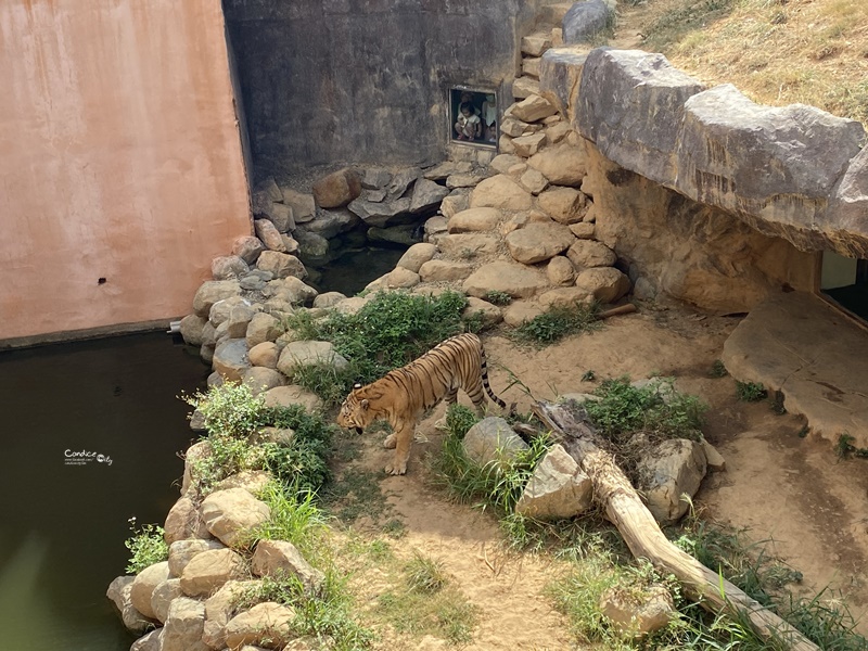 新竹市立動物園｜小而美新竹動物園!老虎泡湯療癒(門票/森林食堂/停車)