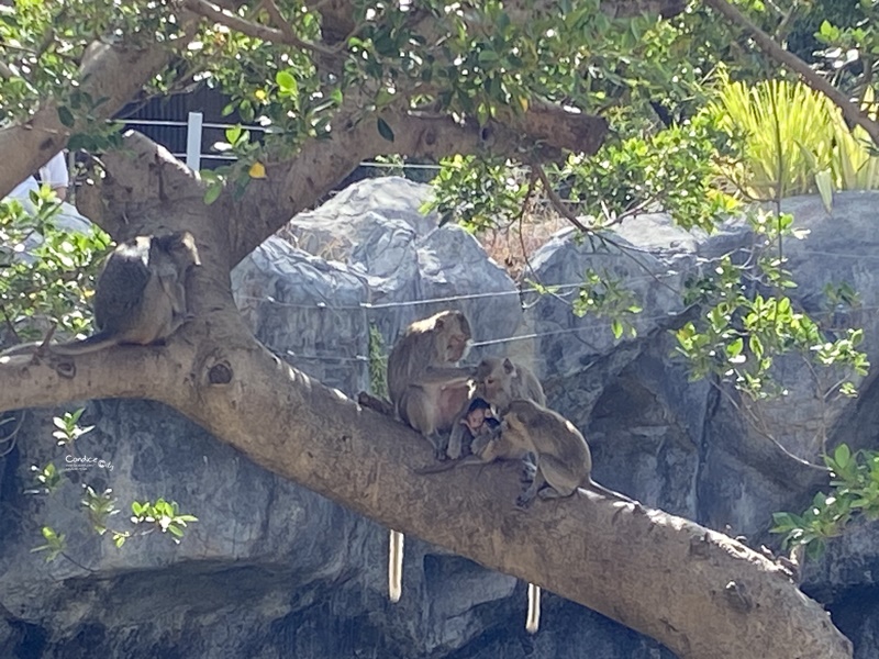 新竹市立動物園｜小而美新竹動物園!老虎泡湯療癒(門票/森林食堂/停車)