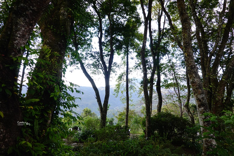 6號花園｜超美新竹餐廳,只緣身在此山中!新竹網美餐廳必訪!