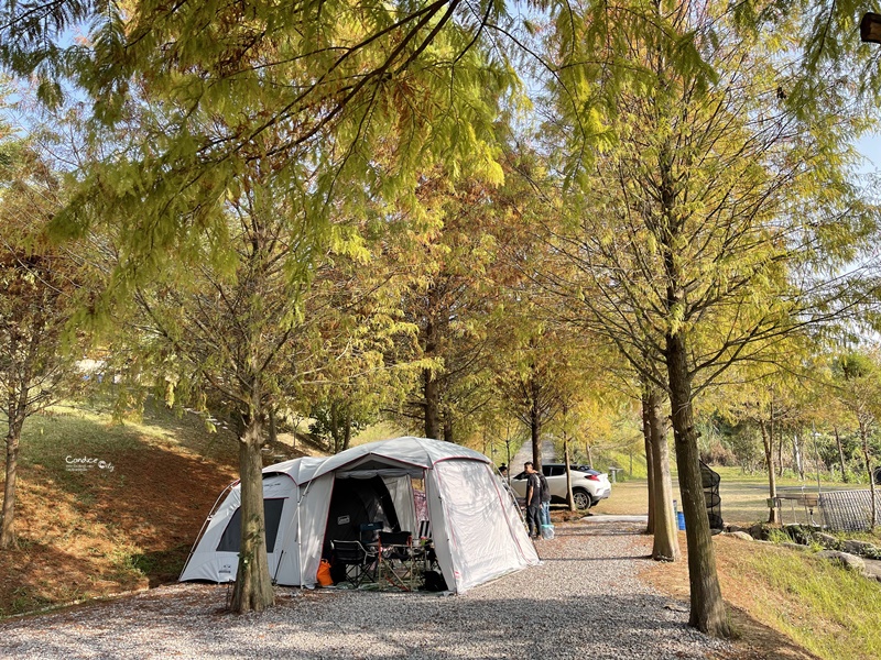 漫步青森｜超美神系秘境苗栗落羽松露營區!近市區路況超好走!還可外送清心!