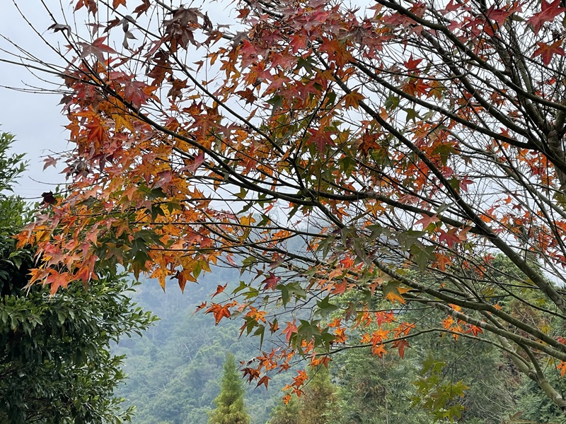 黃金森林露營區｜黃金串錢柳林蔭大道美翻天!南投落羽松露營區!