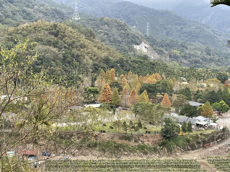 黃金森林露營區｜黃金串錢柳林蔭大道美翻天!南投落羽松露營區!