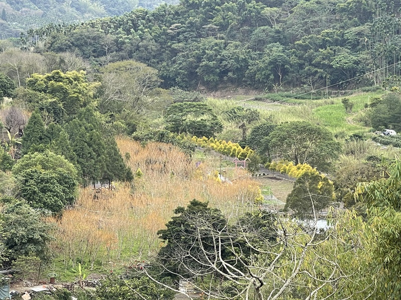 黃金森林露營區｜黃金串錢柳林蔭大道美翻天!南投落羽松露營區!