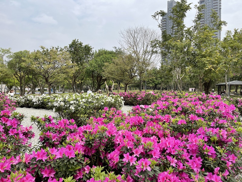 大安森林公園繡球花｜絕美杜鵑冶園開放,台北最方便賞花公園!